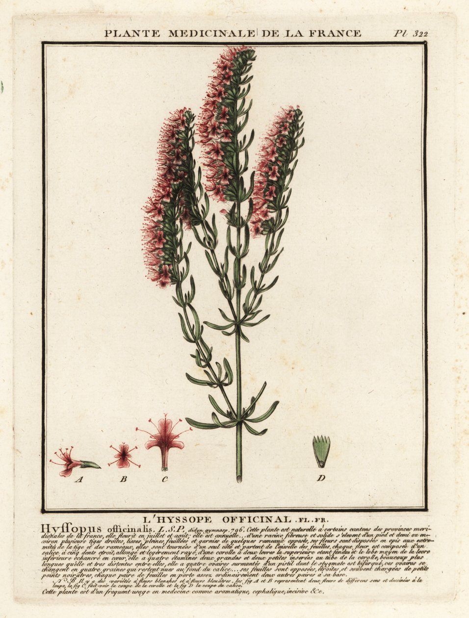 Hisopo, Hyssopus officinalis. de Unbekannter Künstler