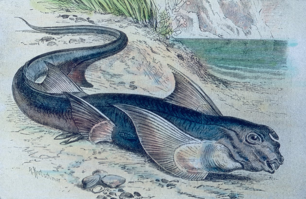 Ilustración de una quimera (Hydrolagus colliei) de Unbekannter Künstler