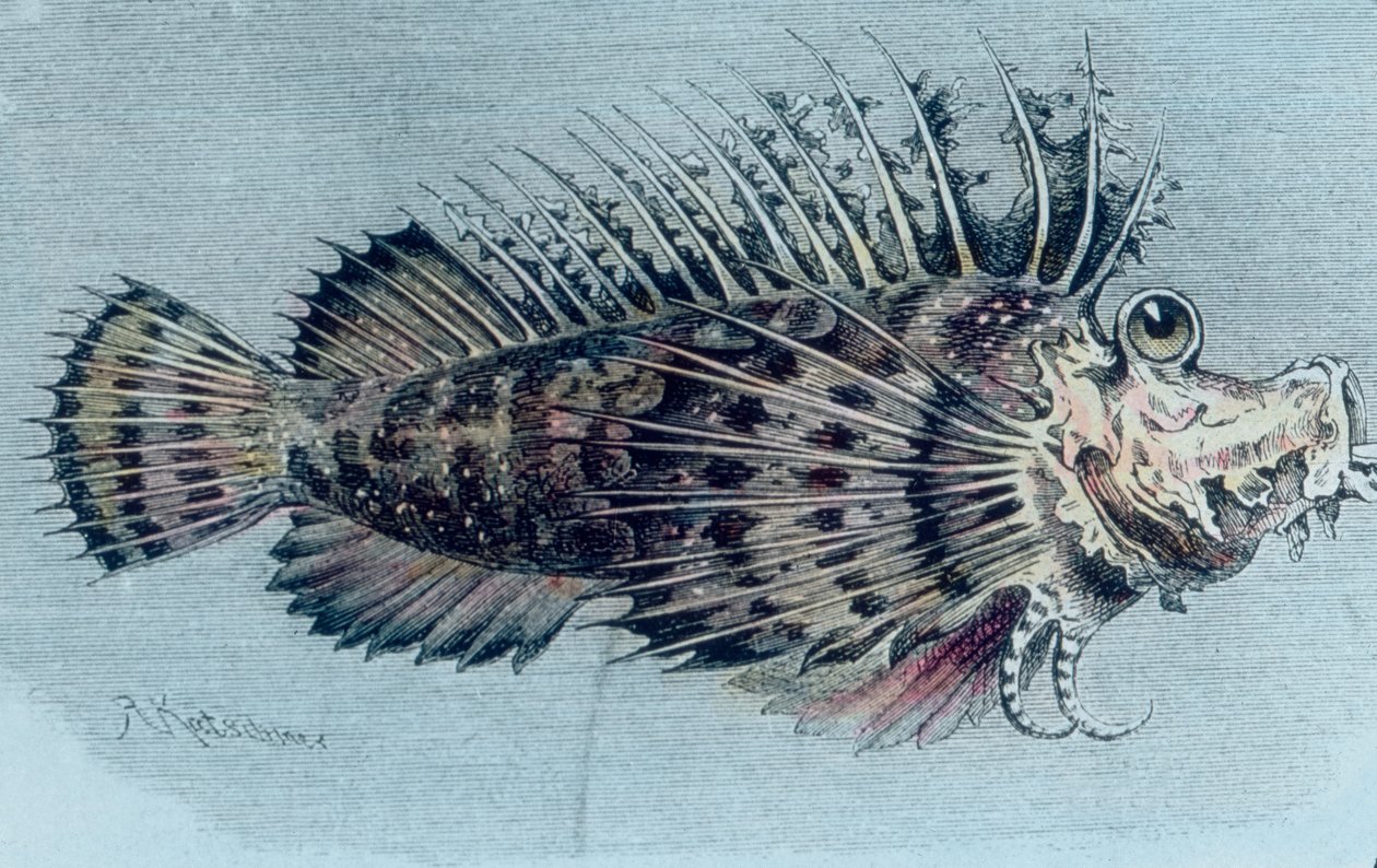 Ilustración de un pez cresta (Lophotidae)) de Unbekannter Künstler