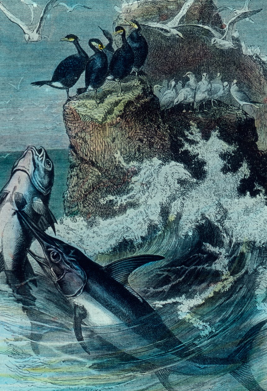 Ilustración de un atún de Unbekannter Künstler