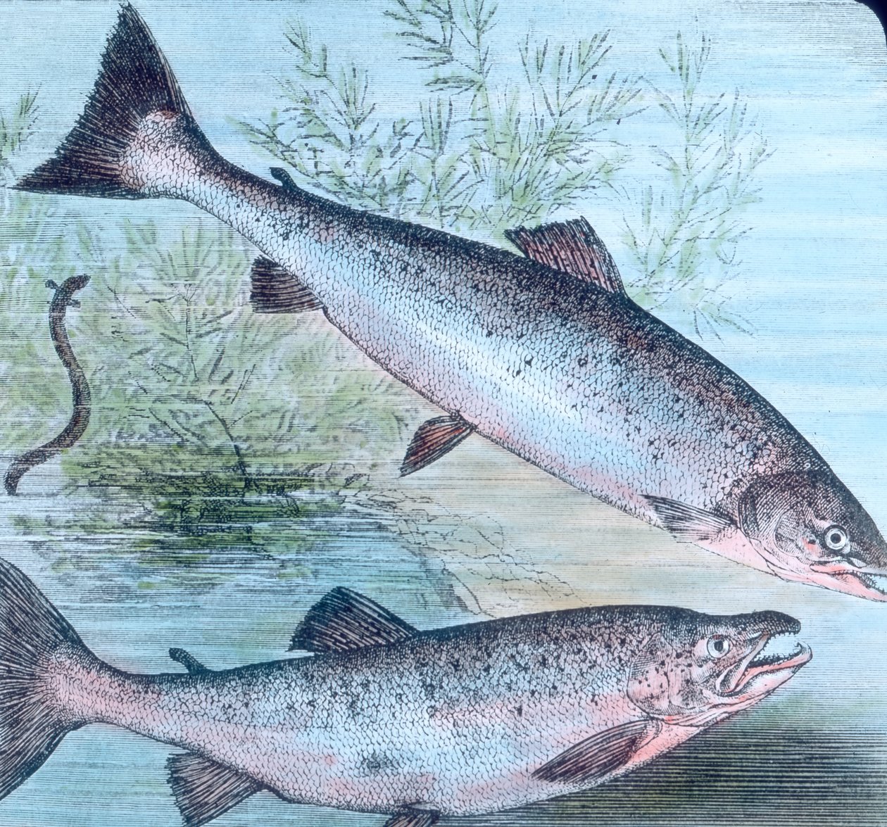 Ilustración del salmón y la trucha asalmonada de Unbekannter Künstler