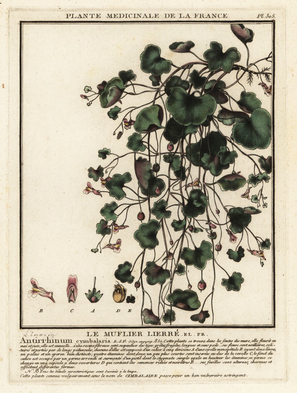 Lino de sapo con hojas de hiedra, Cymbalaria muralis. de Unbekannter Künstler