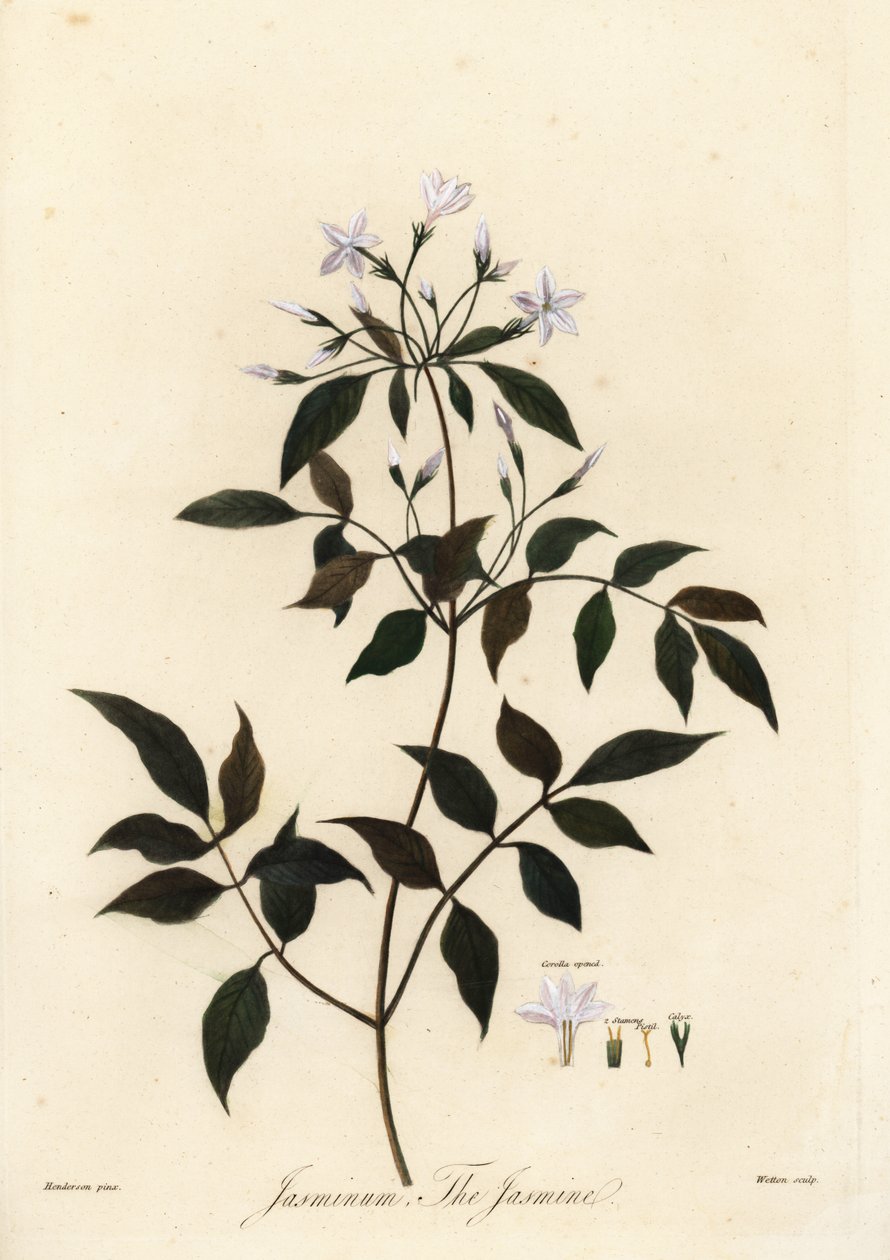 Jazmín, Jasminum officinale. 1805 (grabado) de Unbekannter Künstler