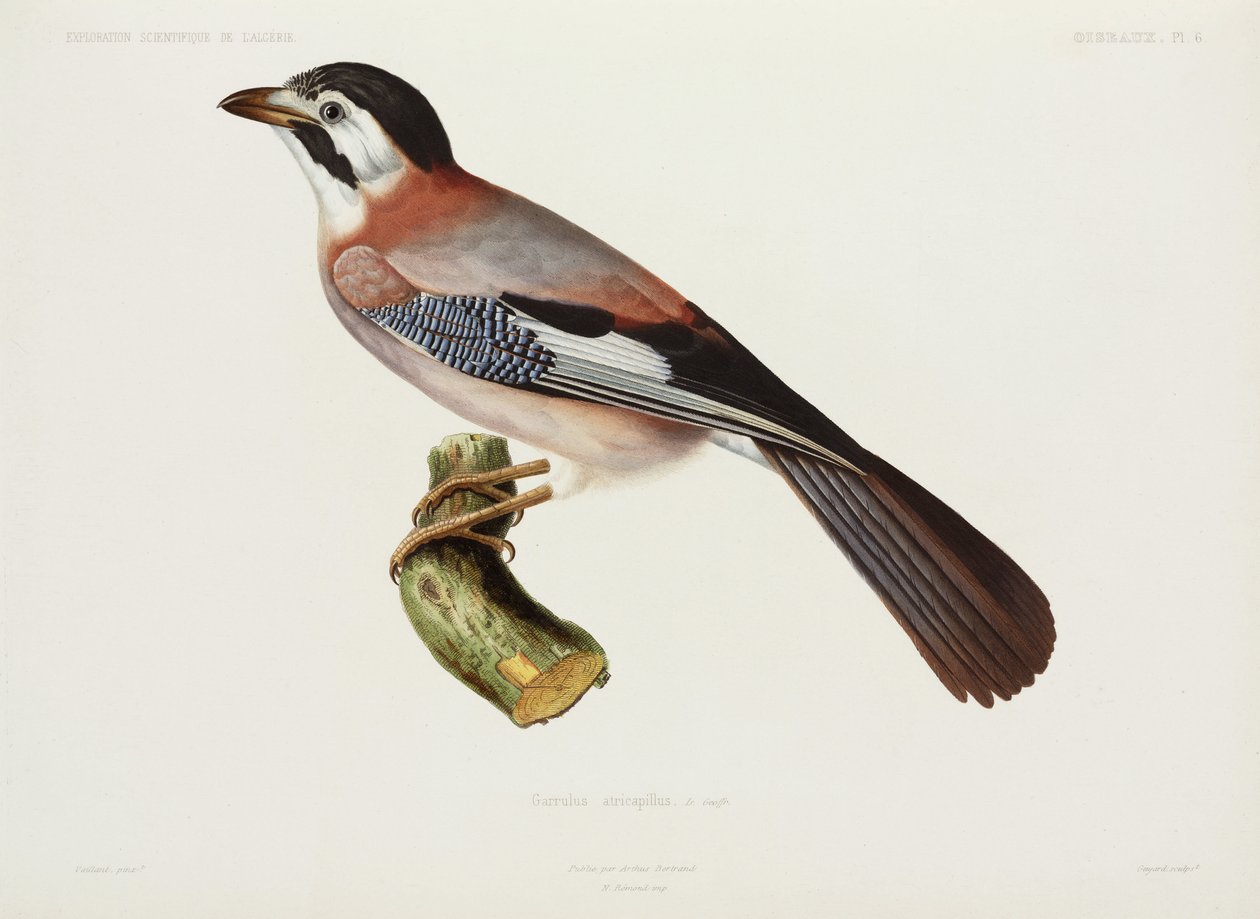 Jay, Argelia de Unbekannter Künstler