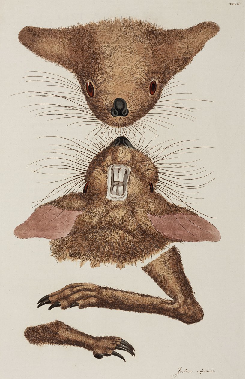 Jerboa de Unbekannter Künstler