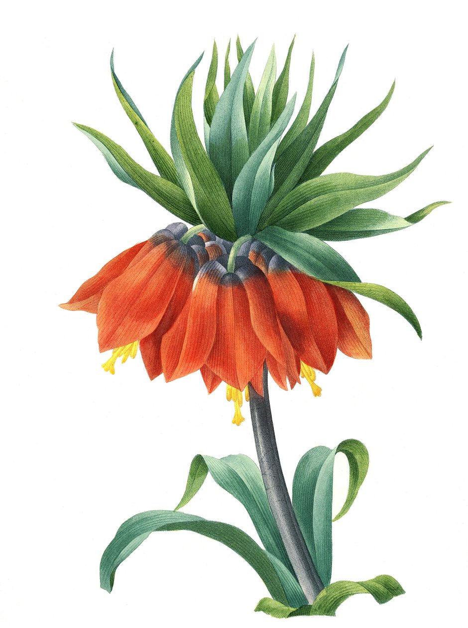 Corona del Kaiser (Fritillaria imperialis) de Unbekannter Künstler
