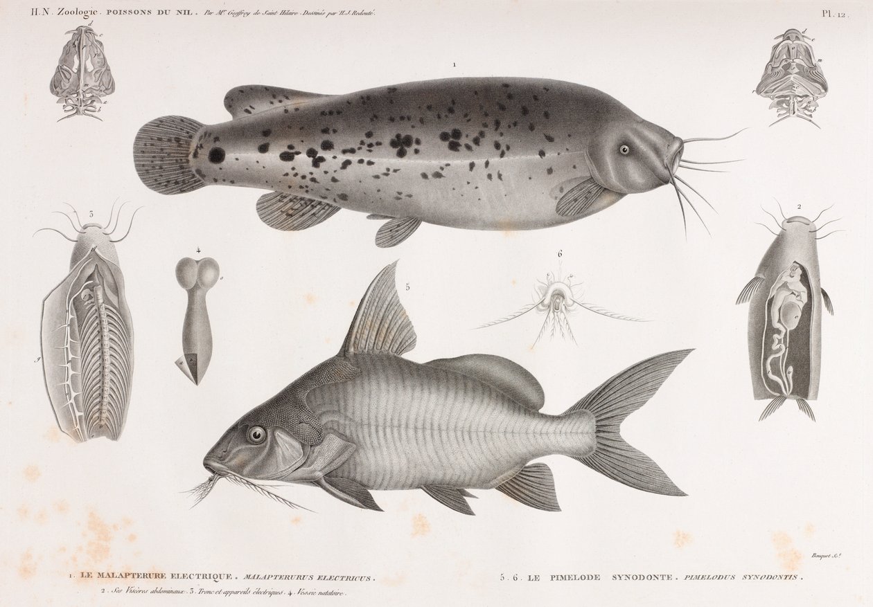 Le Malapterure Electrique & Le Pimelode Synodonte de Unbekannt