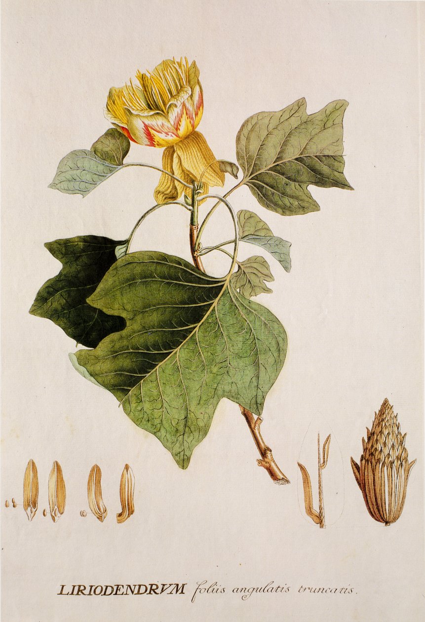 Liriodendron tulipifera/Tulipán/Tulipero de Unbekannt