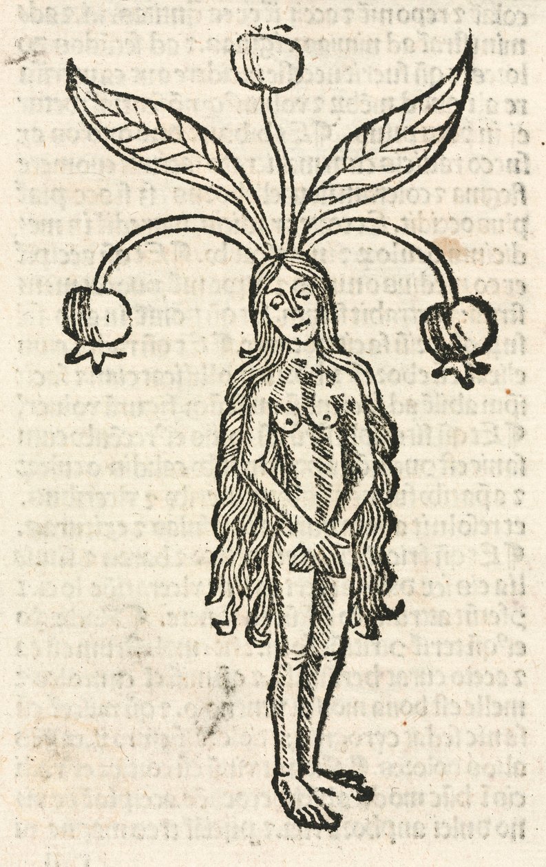 Mandrágora (forma femenina) de Unbekannt