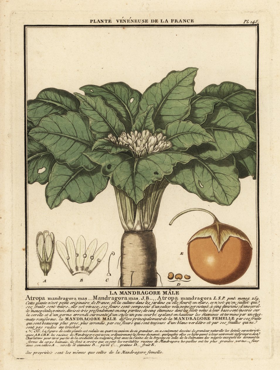 Mandrágora, Mandragora officinalis. de Unbekannter Künstler