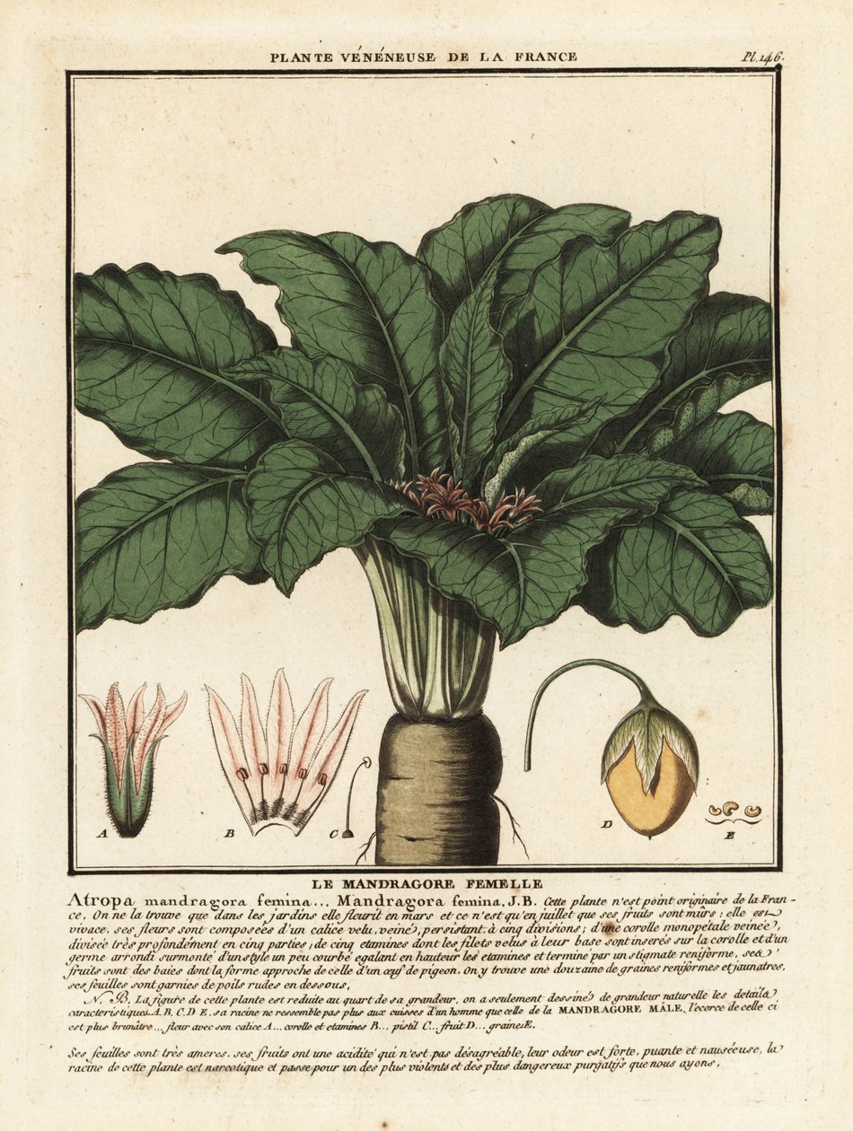 Mandrágora, Mandragora officinalis. de Unbekannter Künstler