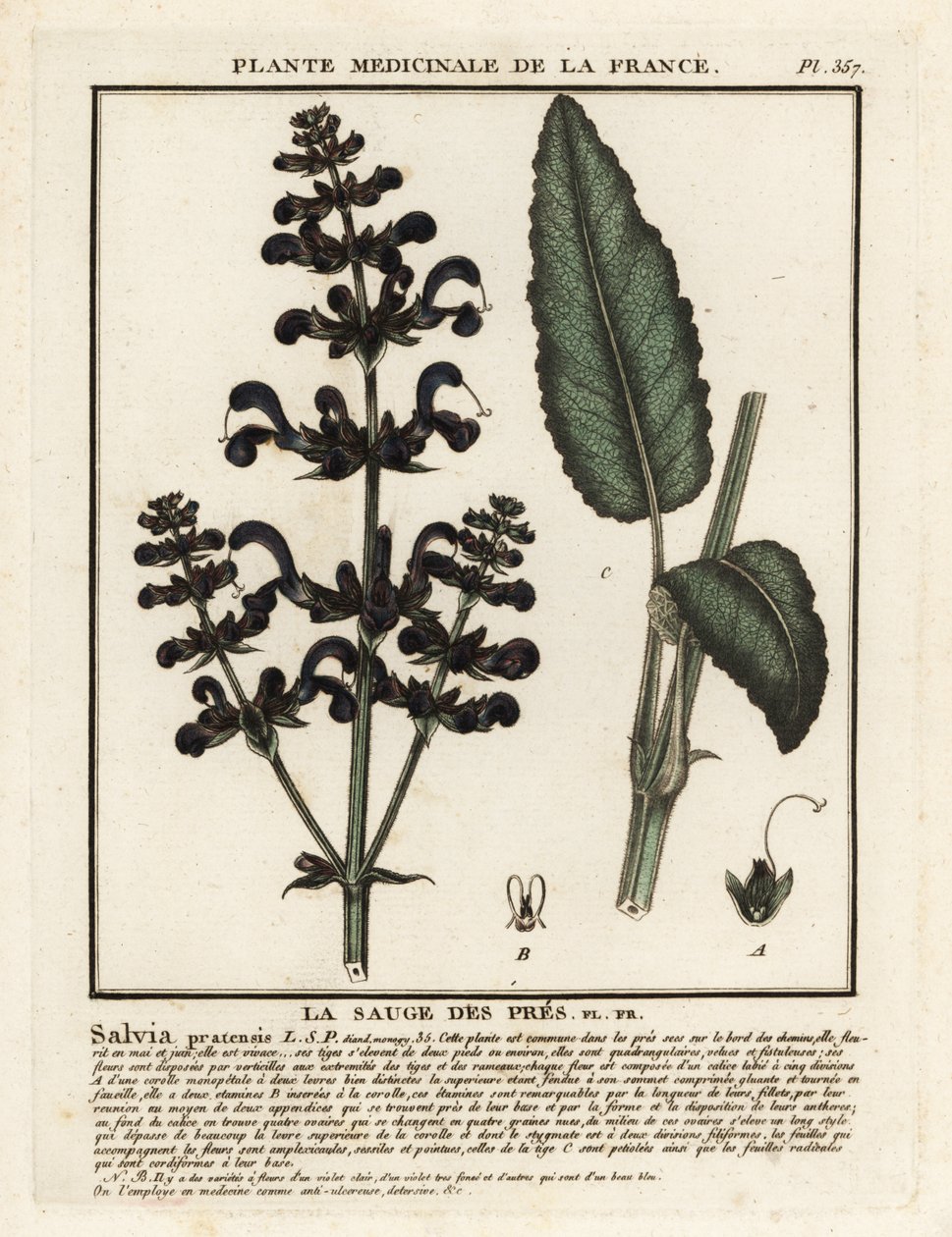 Clary de pradera, Salvia pratensis. de Unbekannter Künstler