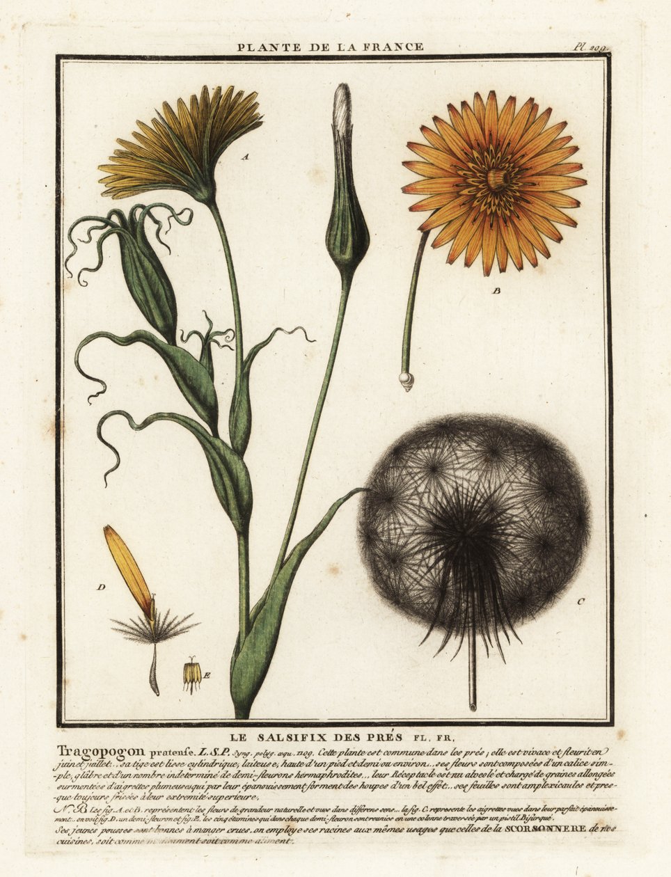 Salsifí de los prados, Tragopogon pratensis. de Unbekannter Künstler