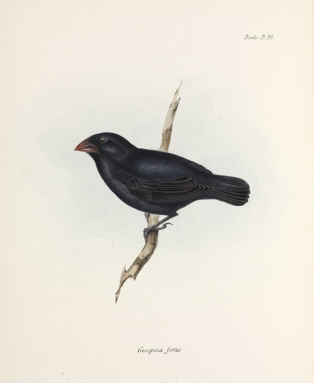 Pinzón mediano, Islas Galápagos, c 1832-1836 de Unbekannter Künstler