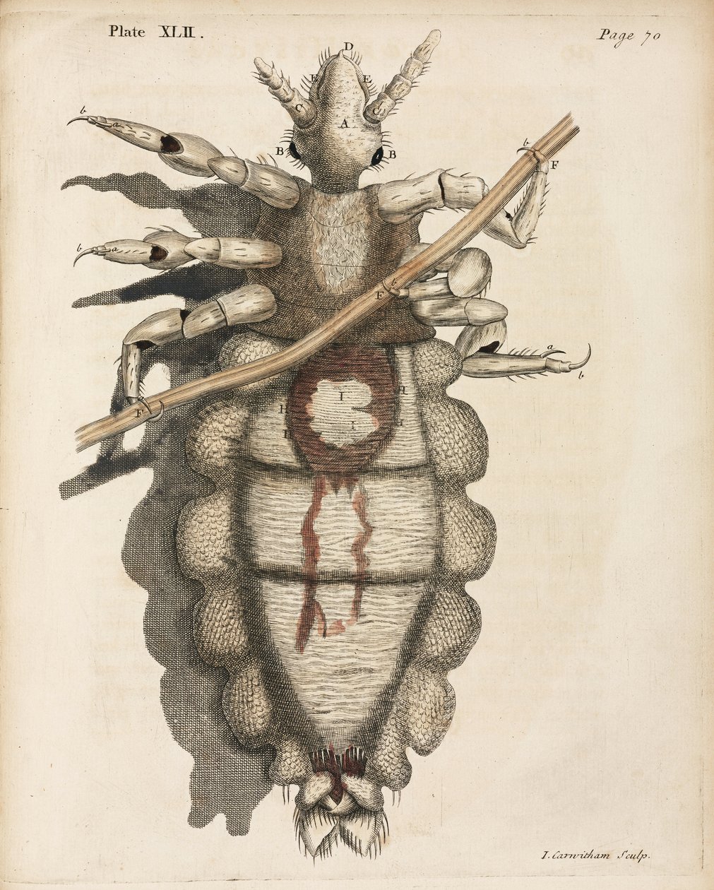 Microscopía de Unbekannt