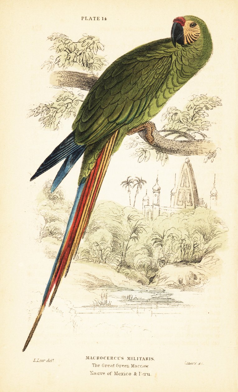 Guacamayo militar, Ara militaris. 1889 (grabado) de Unbekannter Künstler