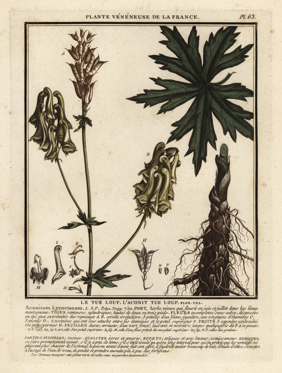Acónito del Norte, Aconitum lycoctonum. de Unbekannter Künstler
