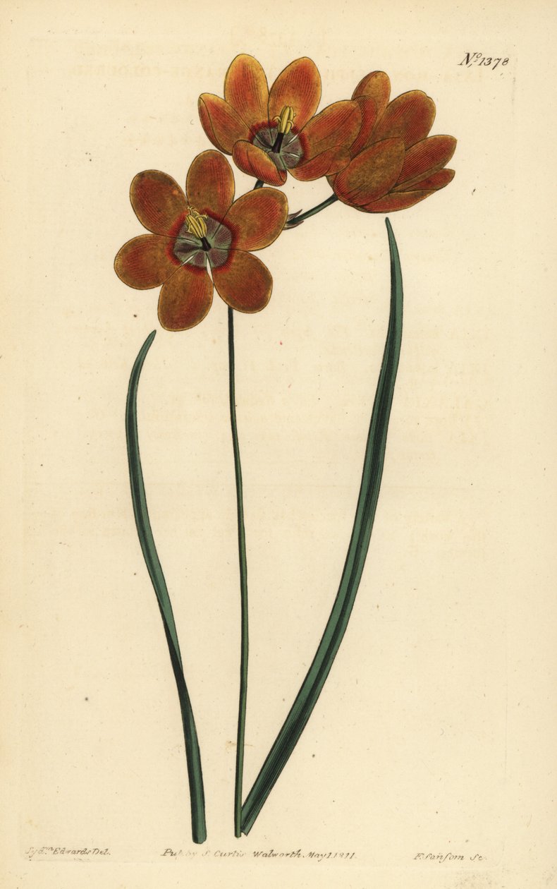 Ixia monadelfa de color naranja, Ixia monadelpha de Unbekannt