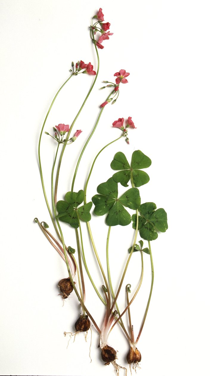 Oxalis tetraphylla/Oxalis deppei/Oxalis de Deppe de Unbekannt