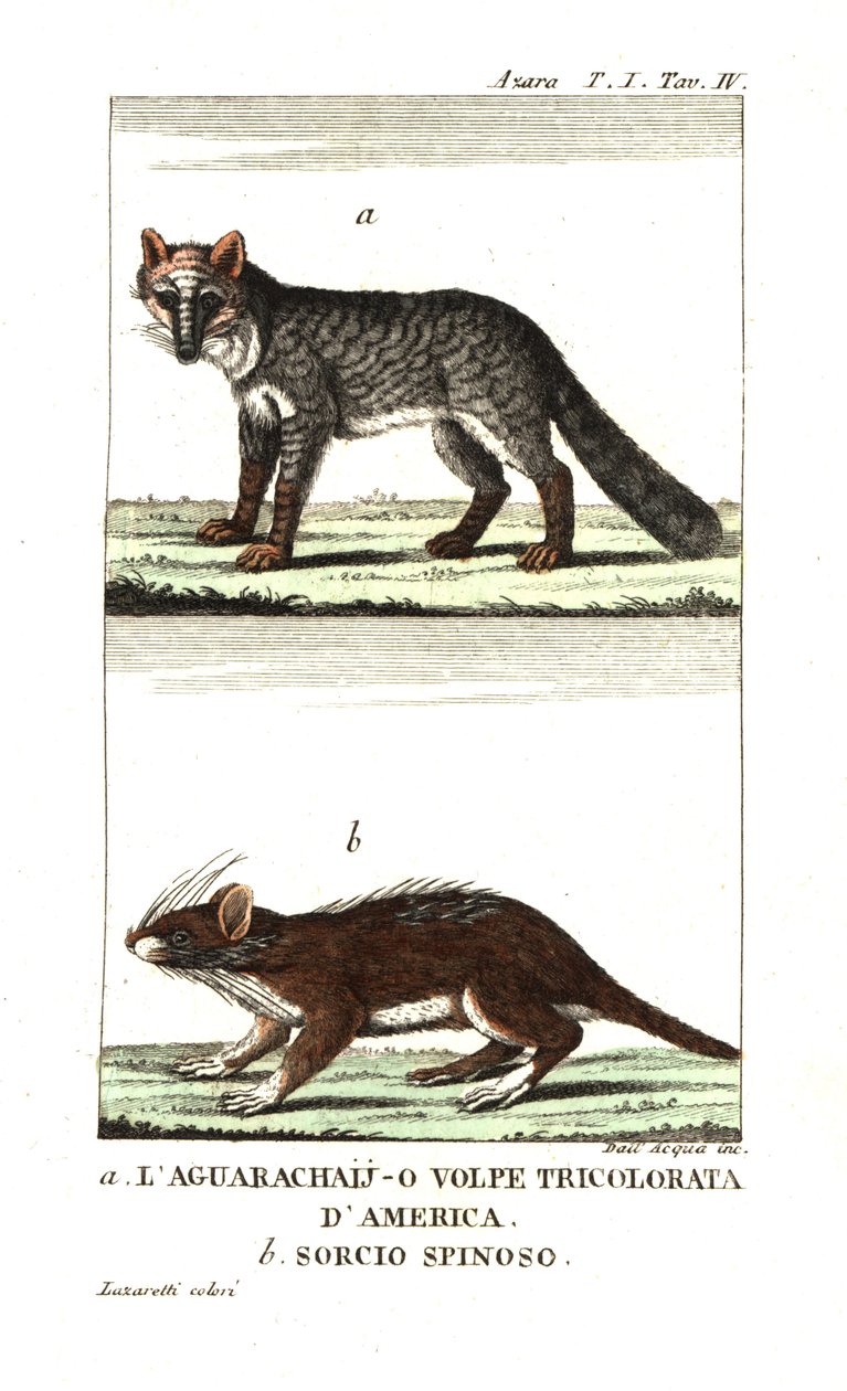 Zorro de las pampas o aguarachay de Unbekannter Künstler