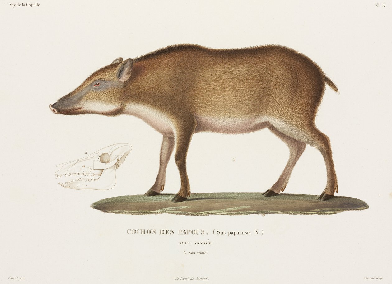 Cerdo de Papúa, Nueva Guinea de Unbekannter Künstler