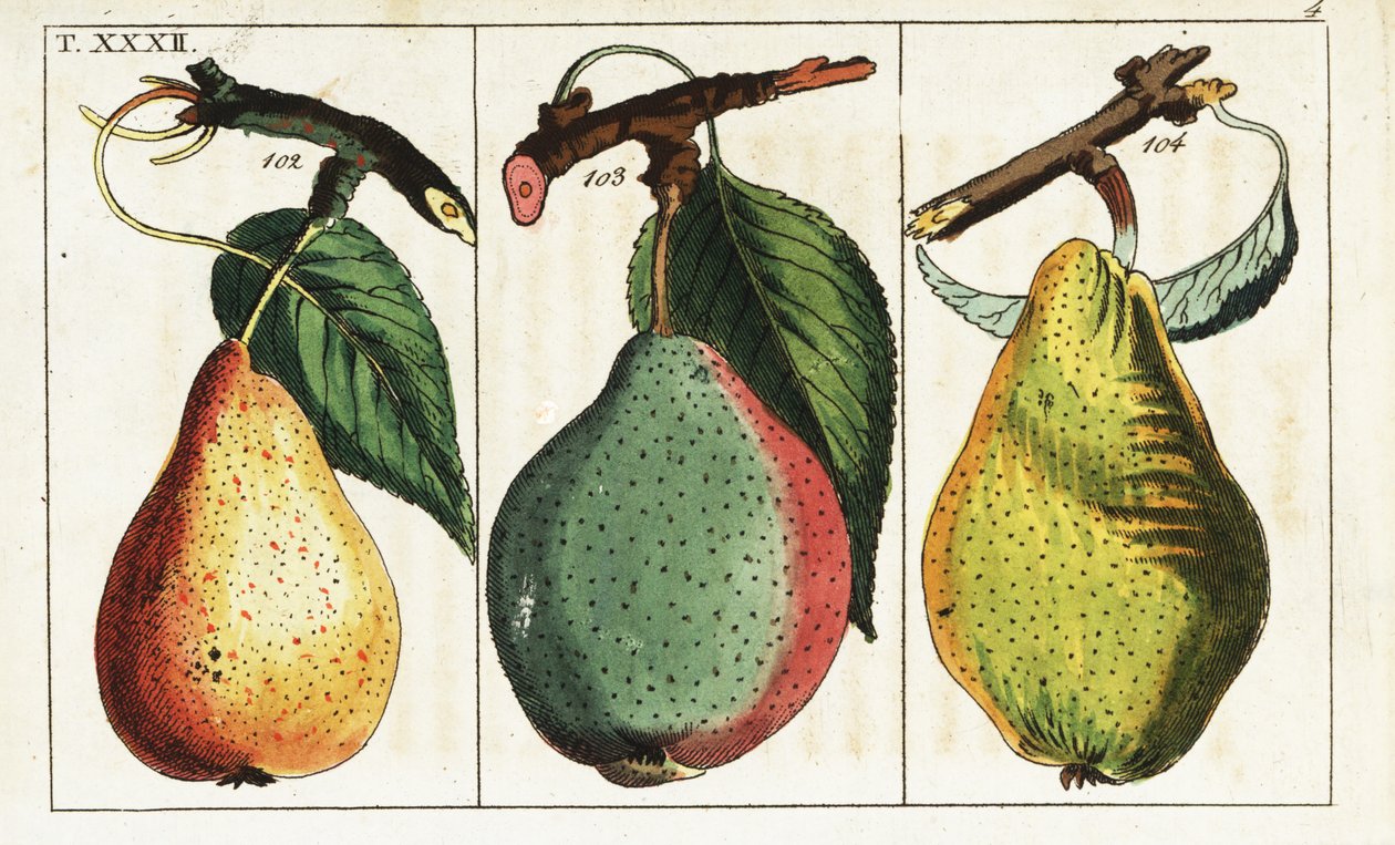 Variedades de pera, Pyrus communis. de Unbekannter Künstler