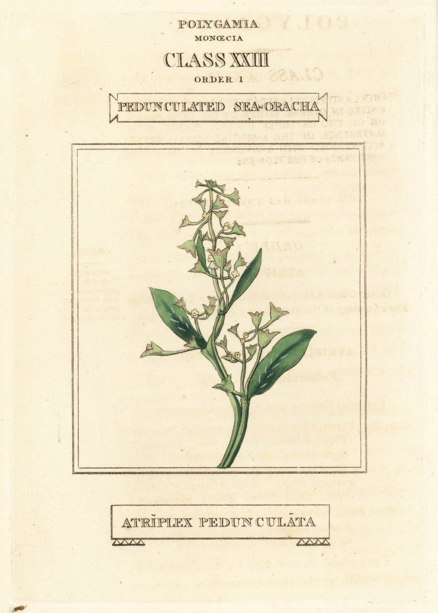 Verdolaga pedunculada, Atriplex pedunculata. Grabado en cobre coloreado a mano según una ilustración de Richard Duppa de su obra The Clours and Orders of the Linnaean System of Botany, Longman, Hurst, Londres. de Unbekannter Künstler