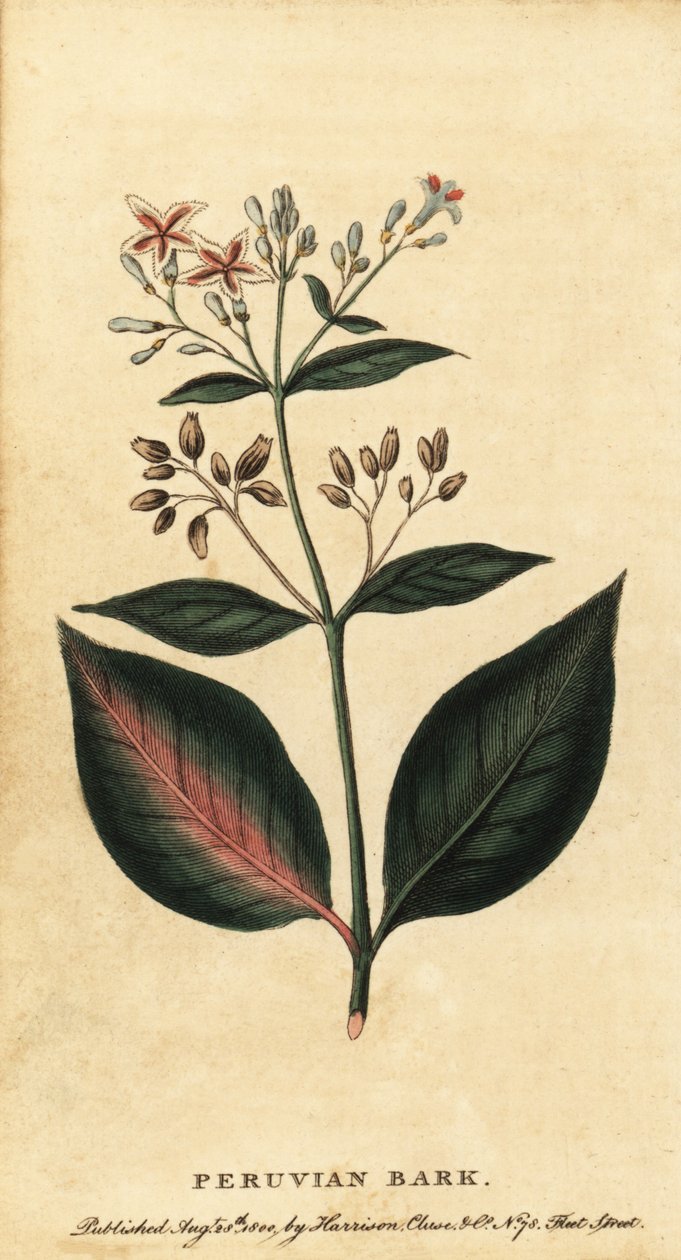 Corteza peruana, Cinchona officinalis.,1800 (grabado) de Unbekannter Künstler
