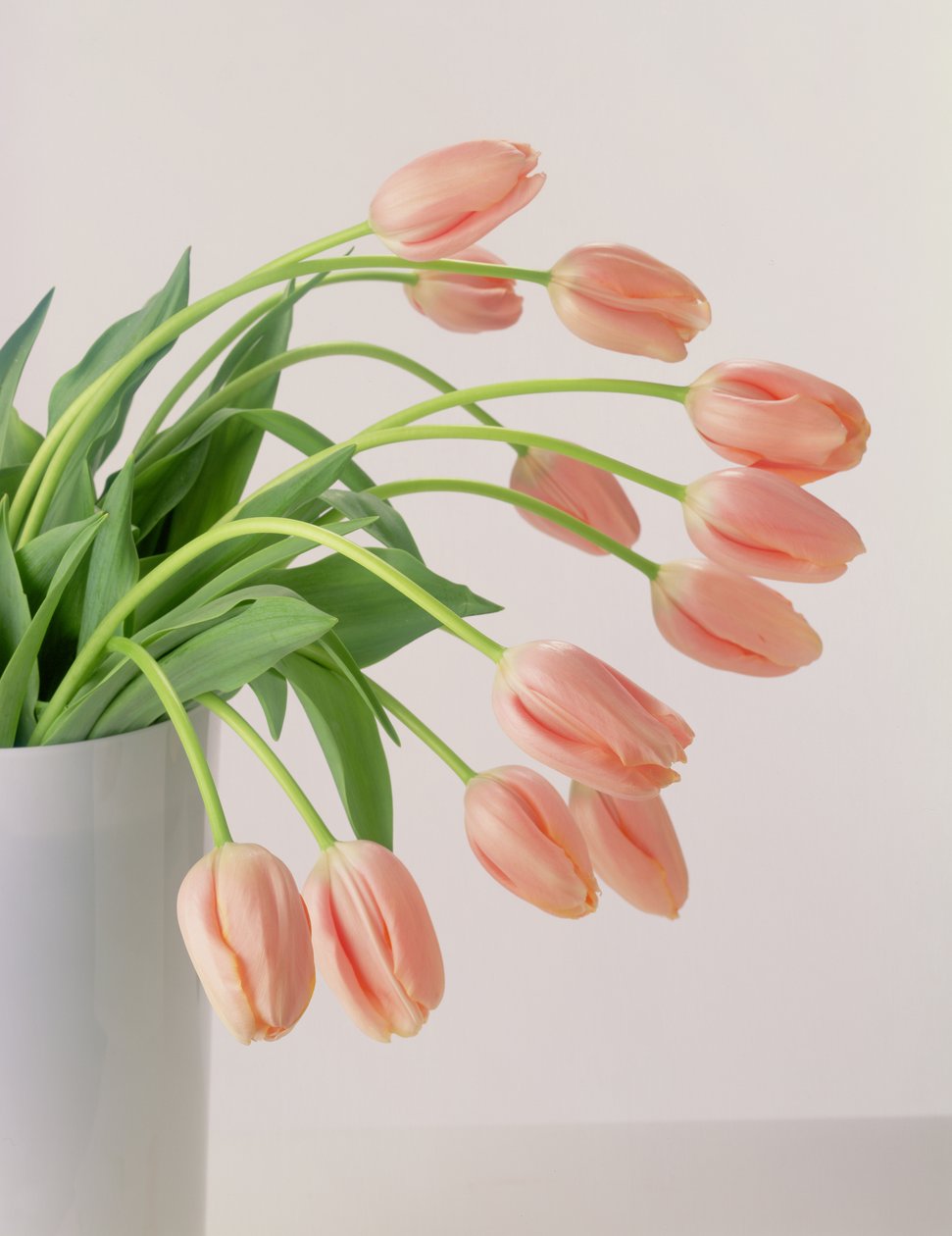 Tulipanes rosas de Unbekannter Künstler