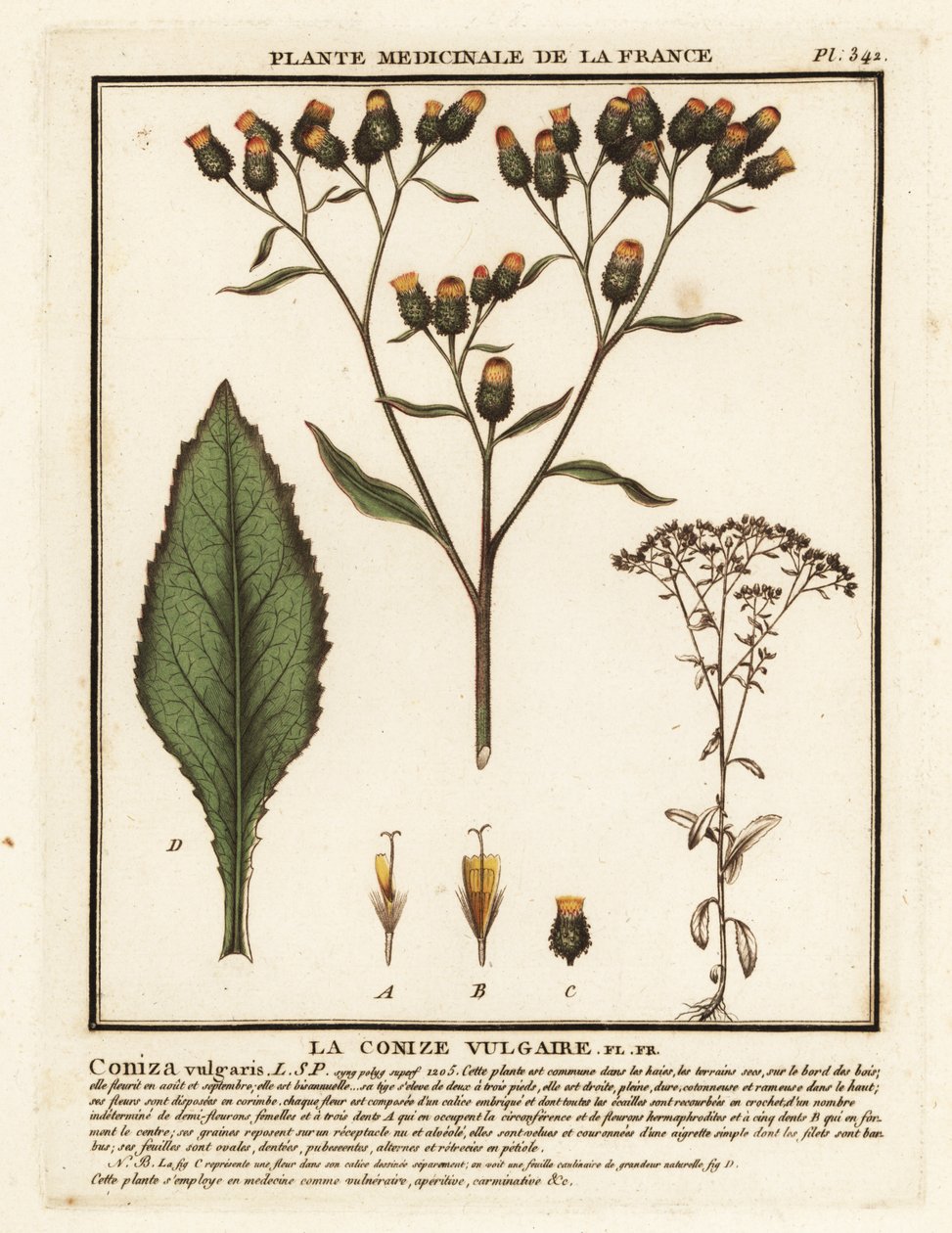 Nardo del labrador, Inula conyza. de Unbekannter Künstler