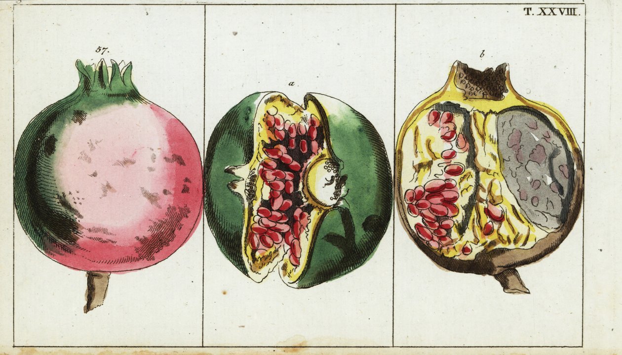 Fruta de la granada, Punica granatum. de Unbekannter Künstler