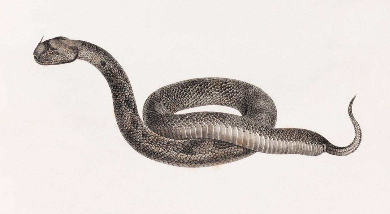 Reptiles: Una víbora de Unbekannt
