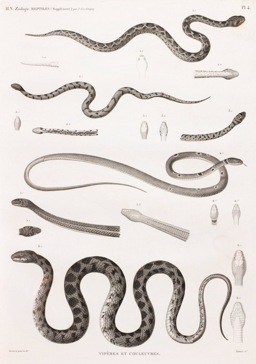 Reptiles: víboras y serpientes de Unbekannt