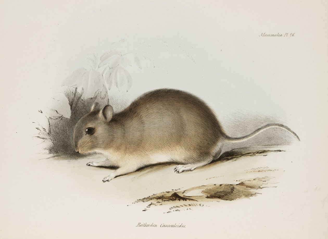 Roedor, c 1832-1836 de Unbekannter Künstler