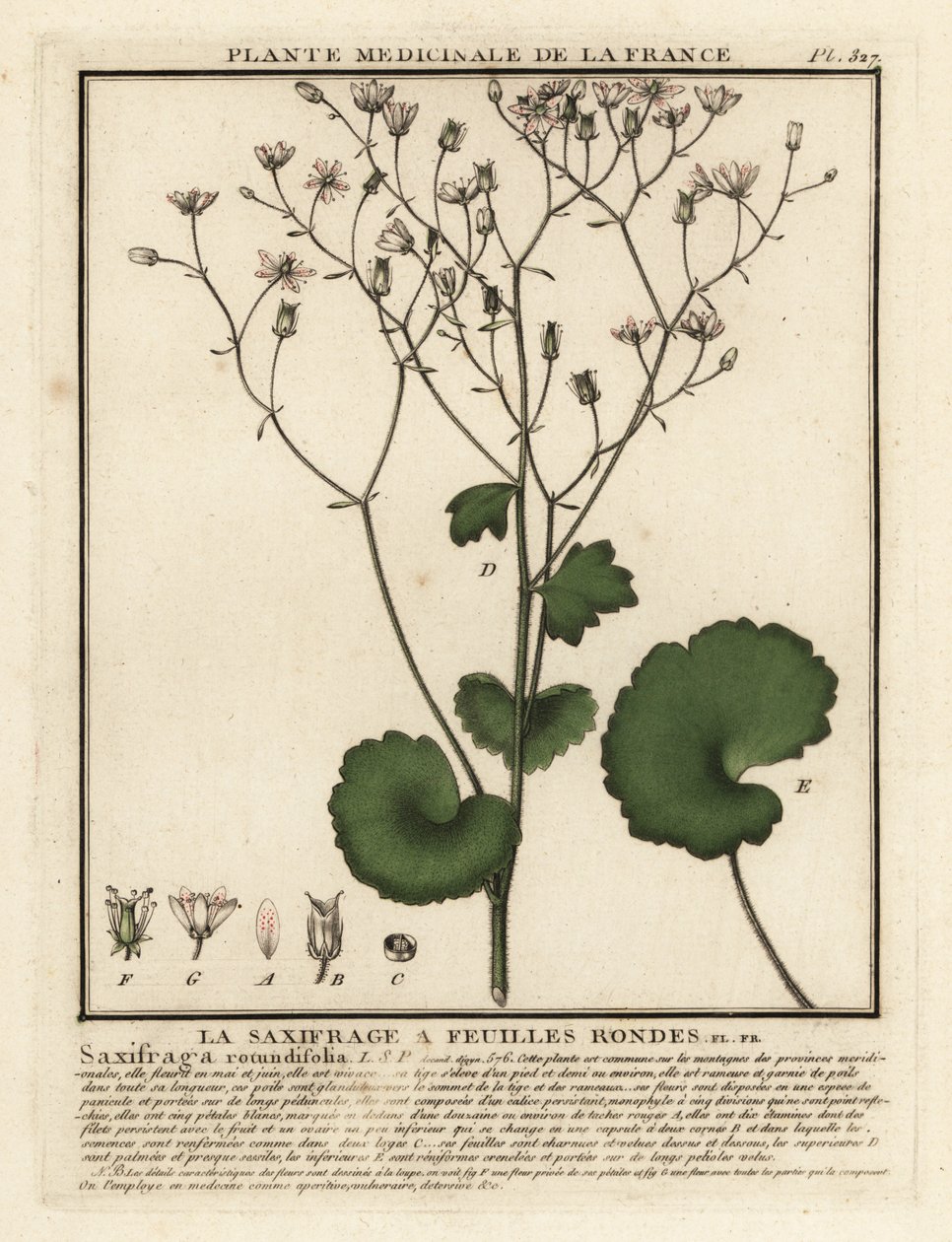 Las saxífragas rojas de hoja redonda, Saxifraga rotundifolia. de Unbekannter Künstler