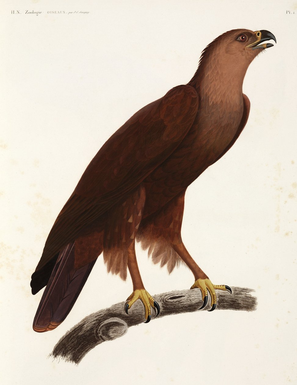 Shrill Eagle, Egipto de Unbekannter Künstler
