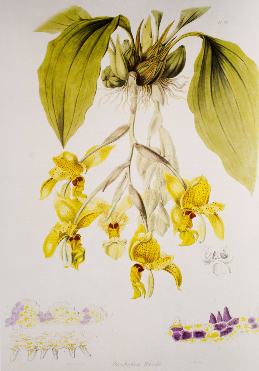 Stanhopea wardii de Unbekannt