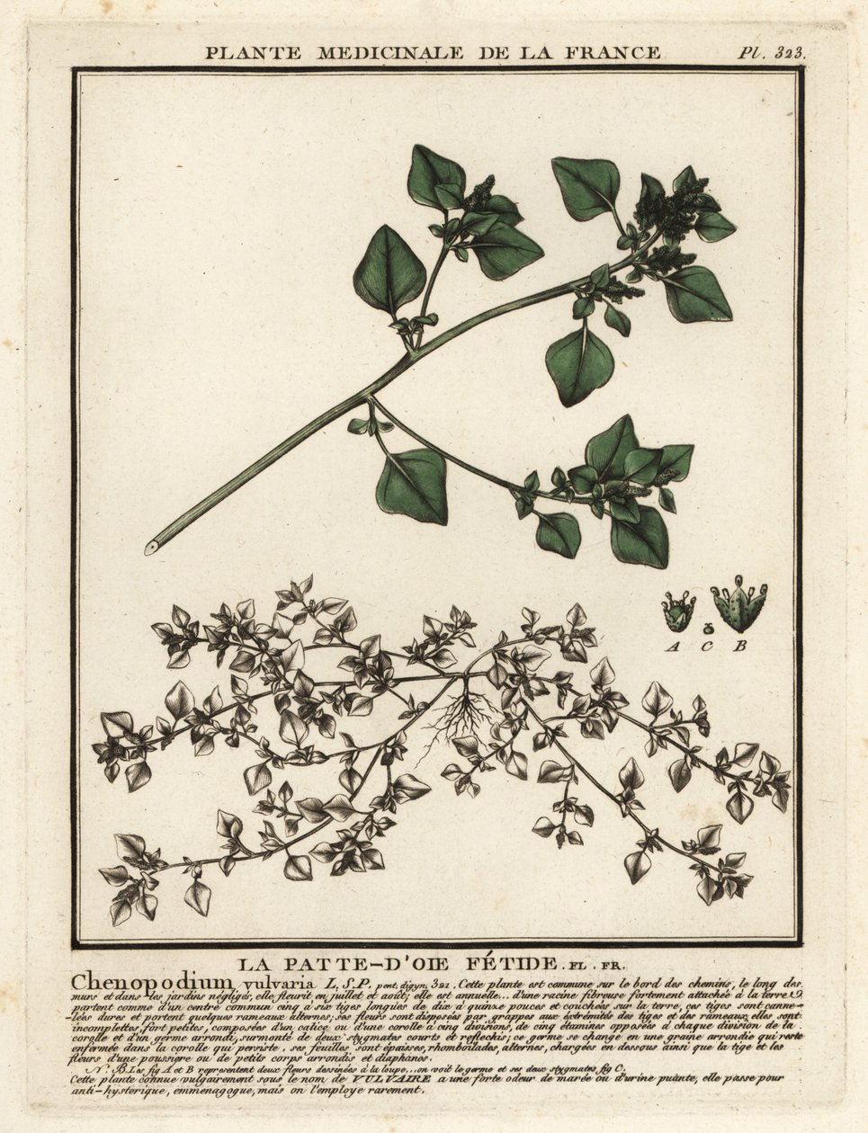 La pata de ganso apestosa, Chenopodium vulvaria. de Unbekannter Künstler