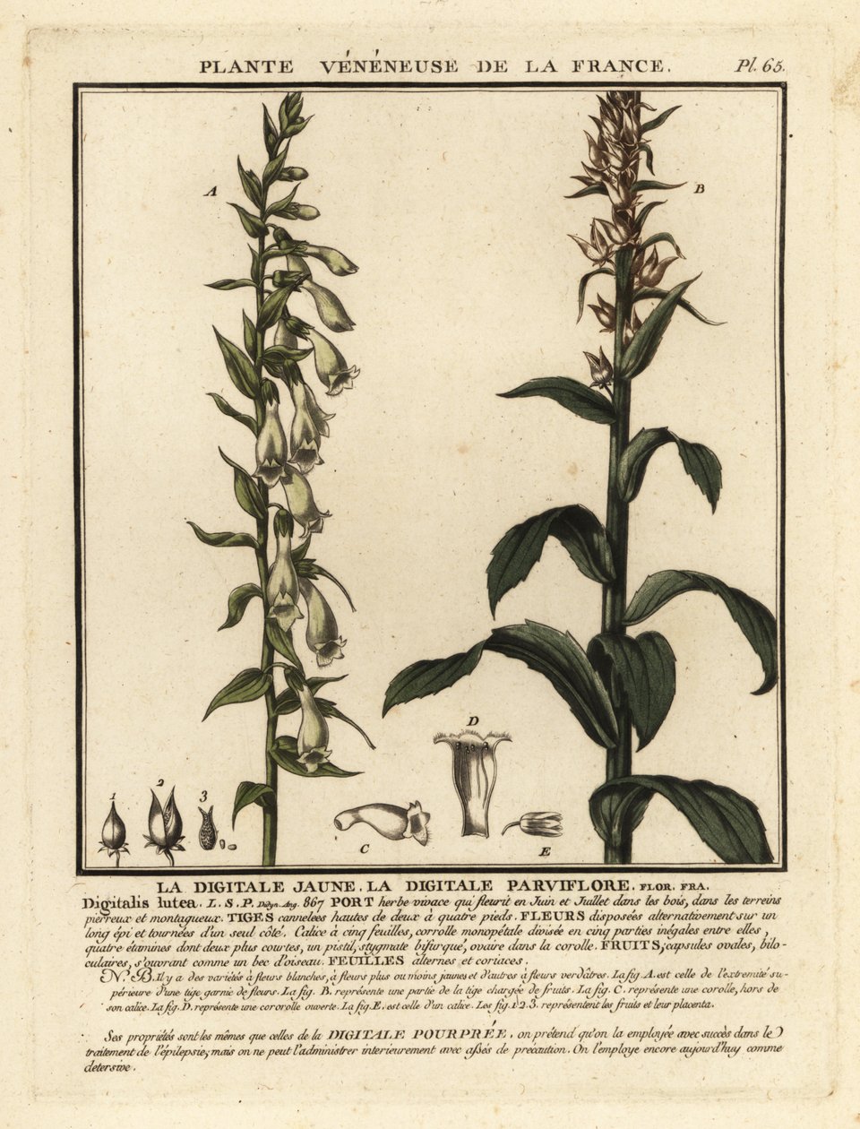 Dedalera de paja, Digitalis lutea. de Unbekannter Künstler