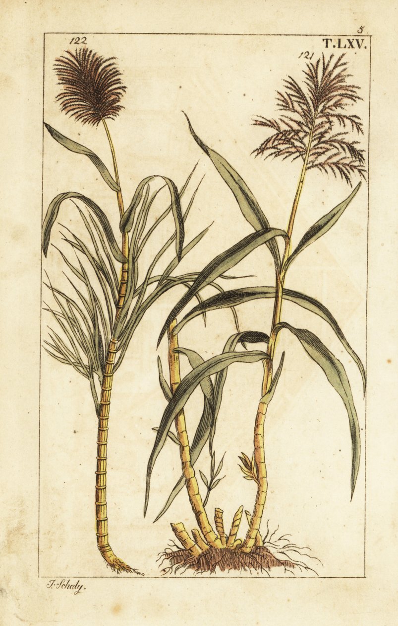 Caña de azúcar, Saccharum officinarum. de Unbekannter Künstler