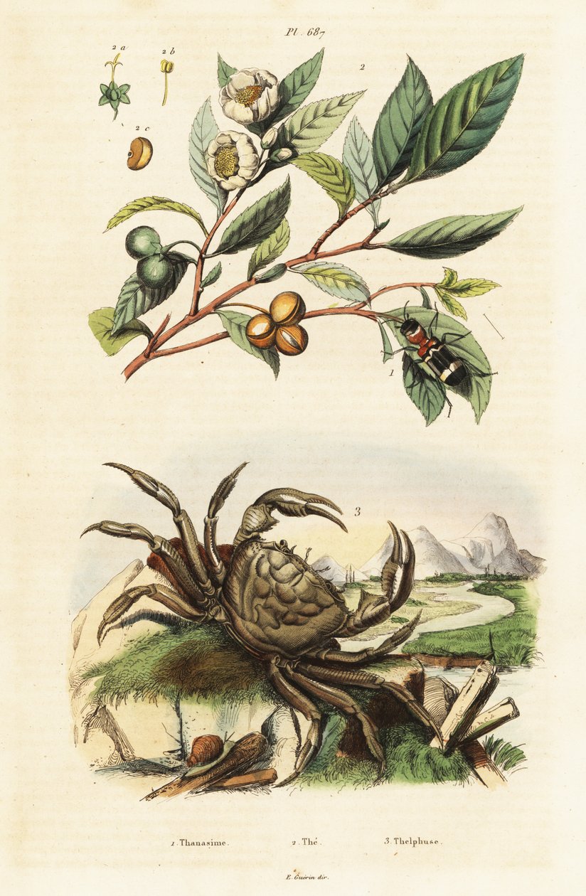 Té, escarabajo y cangrejo. de Unbekannter Künstler