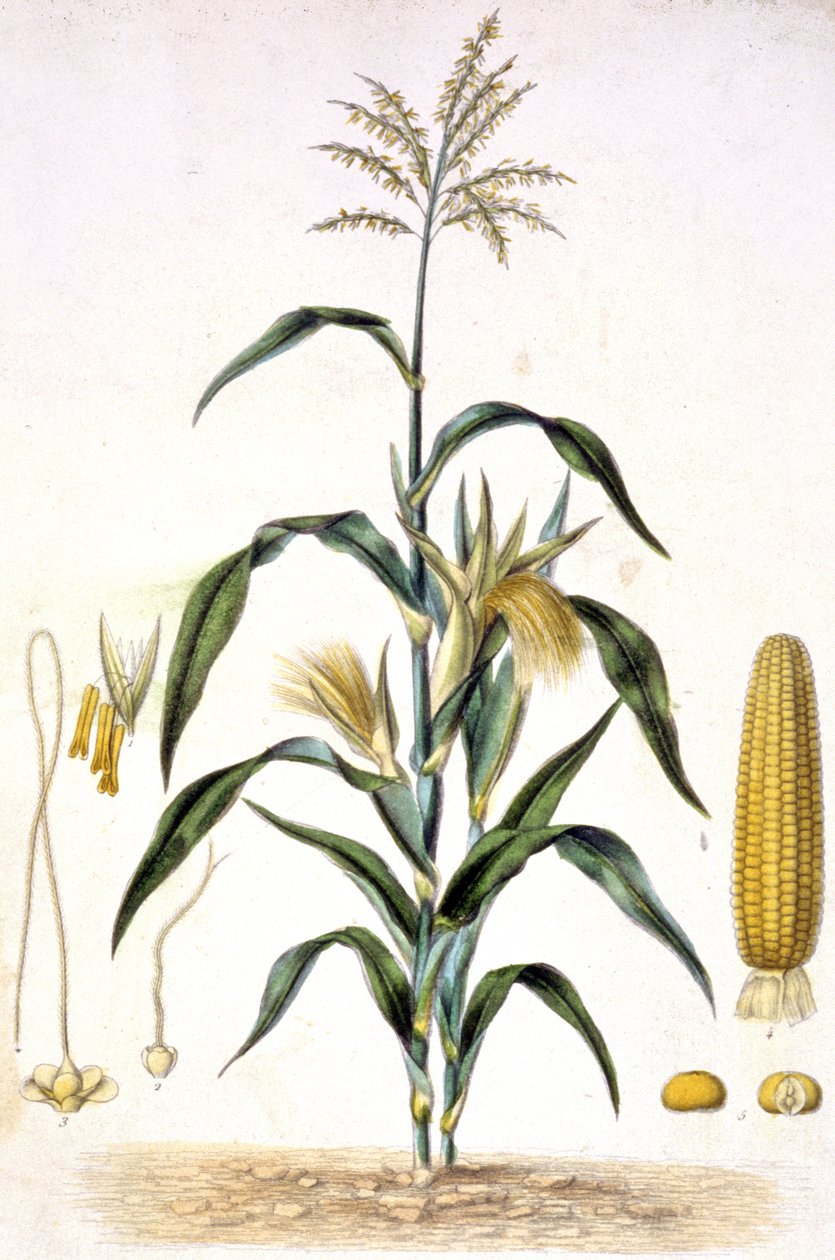 El maíz, c.1880-1900 (grabado) de Unbekannter Künstler
