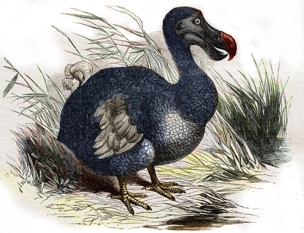 El dodo de Unbekannter Künstler