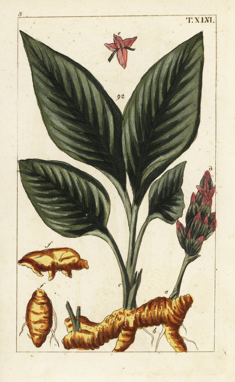Cúrcuma, Curcuma longa. de Unbekannter Künstler