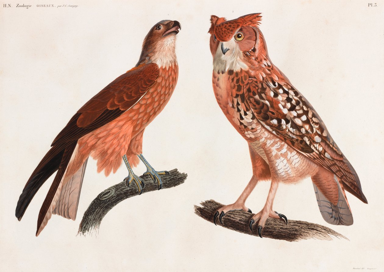 Dos ilustraciones en color de aves de Unbekannt