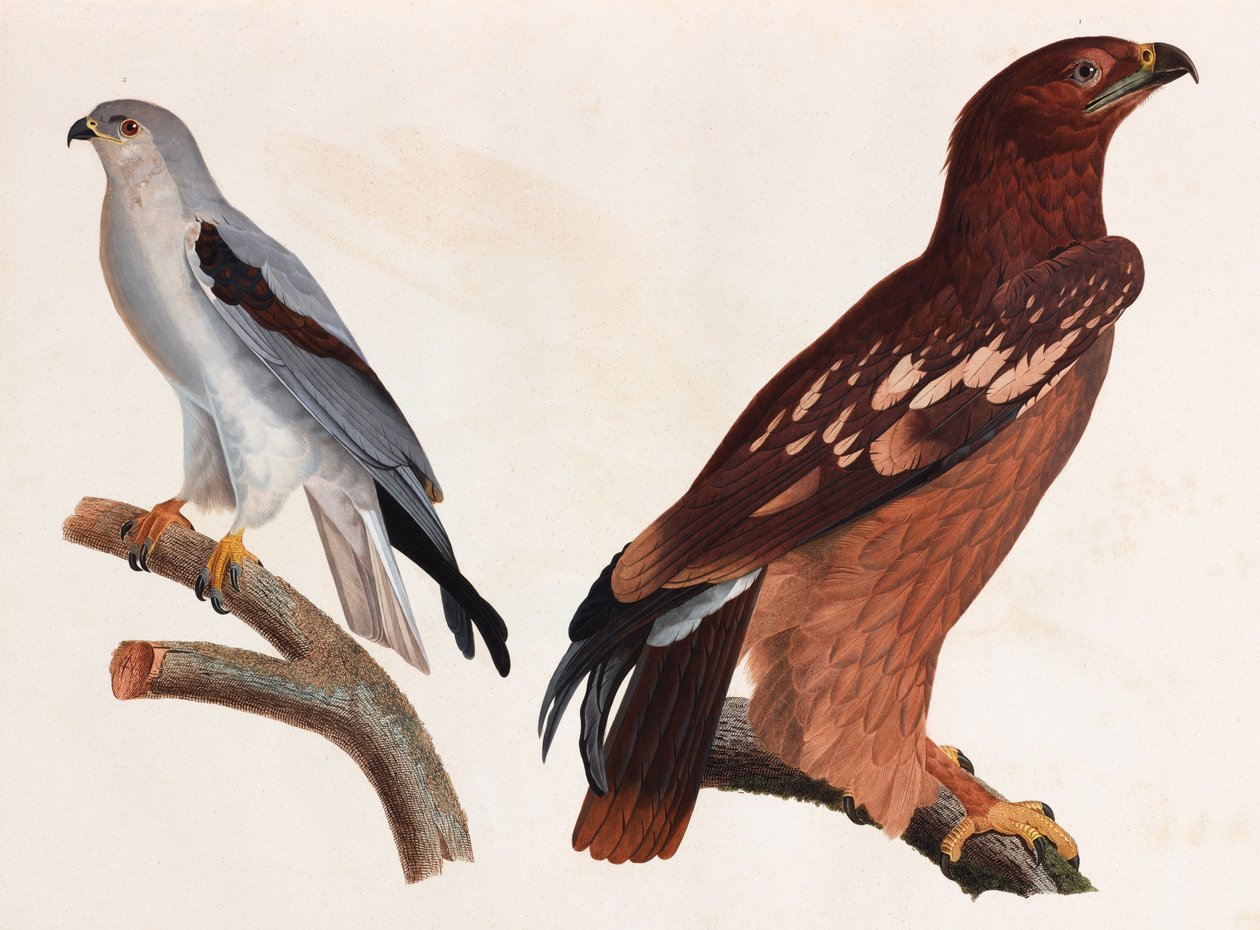 Dos ilustraciones en color de aves de Unbekannt