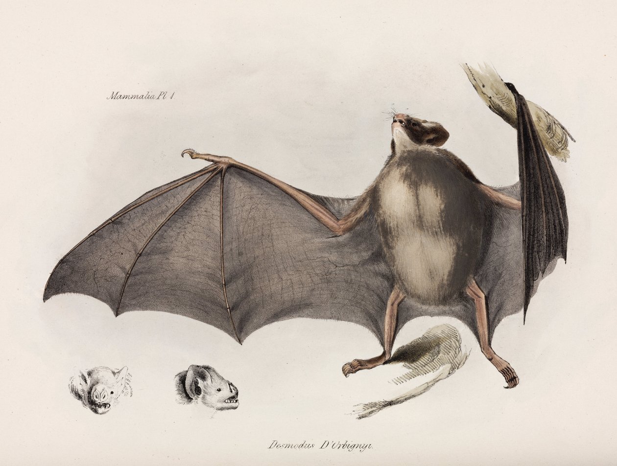 Murciélago vampiro, América del Sur, c 1832-1836 de Unbekannter Künstler