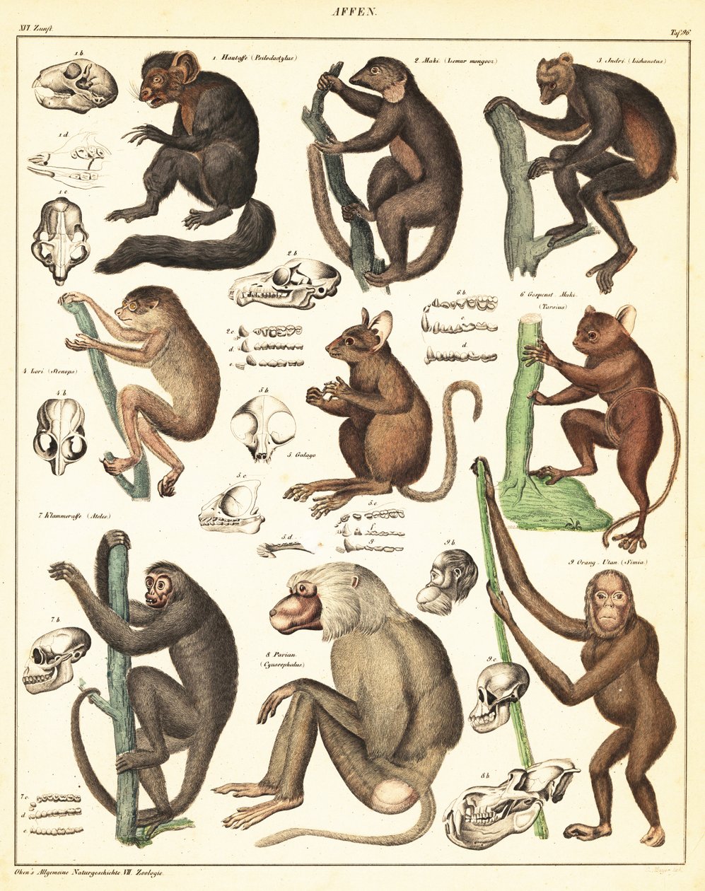Variedades de simios. ,1841 (litografía) de Unbekannter Künstler