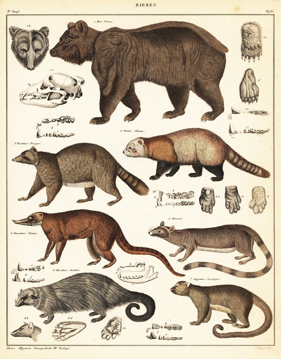 Variedades de osos, 1841 (litografía) de Unbekannter Künstler