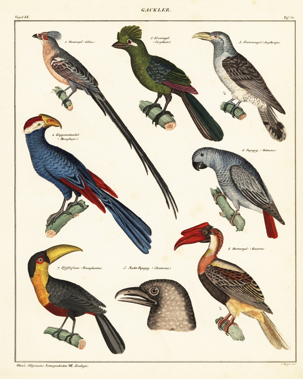 Variedades de aves.,1841 (litografía) de Unbekannter Künstler